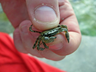 holding crab