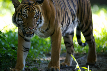 Malayan Tiger