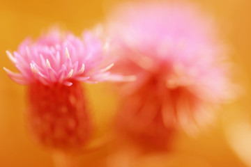 Abstract thistles in summer colors (selective focus)