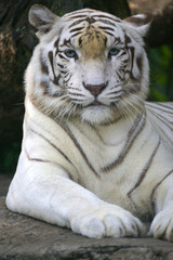 Fototapeta premium biały Tygrys