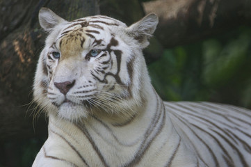 White Tiger