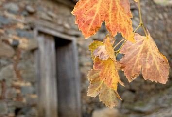 Autumn leaves