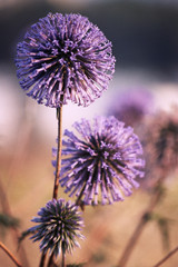 purple flower zoom