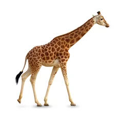 Gardinen Giraffe © MartinKraft