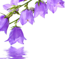 flowers reflected in water