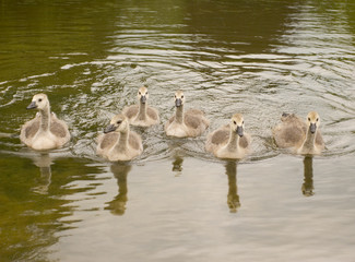 Canadian Geese chicks