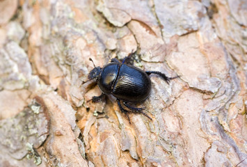 a shard-beetle on bark