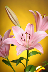 lily on yellow background