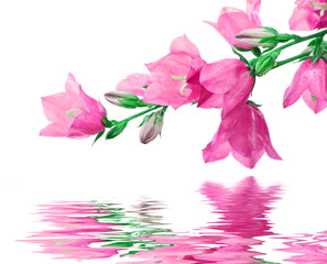 flowers reflected in water
