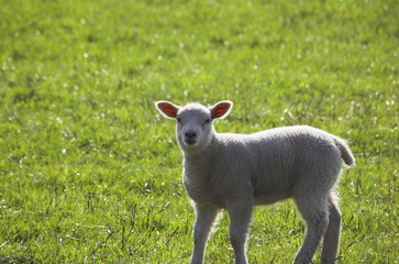 Fototapeta premium Lamb