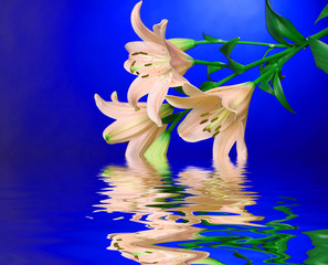lily reflected in water