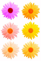 colorful daisy flowers for your designs on white