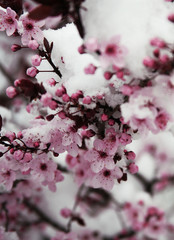 flowers of almond in snow