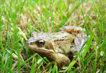 Frog Hidding in The Grass