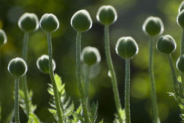 Green poppies similar to a phallus