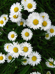 daisies