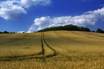 champs de bl&eacute;