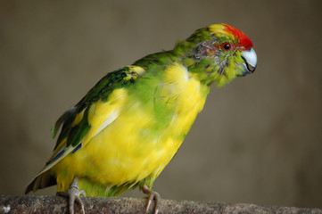 a depenada