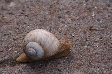 Weinbergschnecke