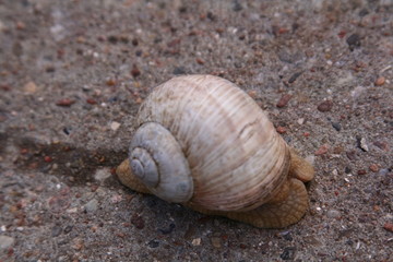 Weinbergschnecke