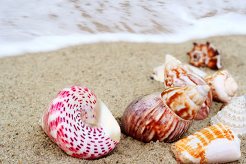 A group of colorful seashells on sand.
