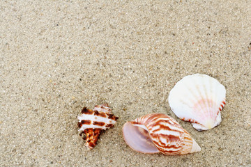 Three colorful seashells on sand.