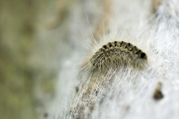 Thaumetopoea processionea with hairs walking on a oak-tree