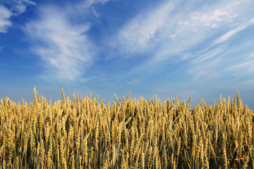 summer wheat field 