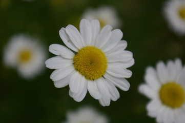 Obraz premium Gänseblümchen