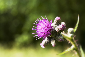 Purple prickly thistle in nature as wild flower