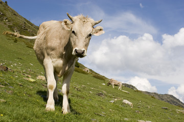 Curious calf in the mountains 