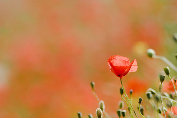 Blossom of a poppy in a meadow of poppies