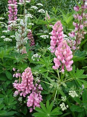 Fototapeta premium LUPINS