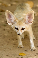 Fennec fox - 3596533