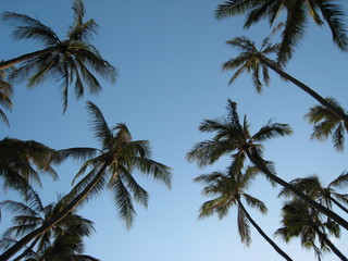 Fototapeta na wymiar Palm Tree tops from below