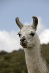 Obraz premium Peruvian Llama