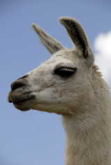 Peruvian Llama