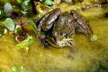 grenouille