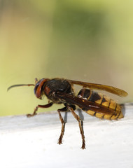 wasp on glass - macro shot 1:1