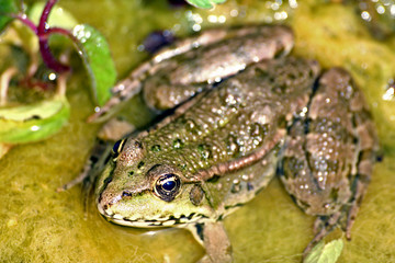grenouille