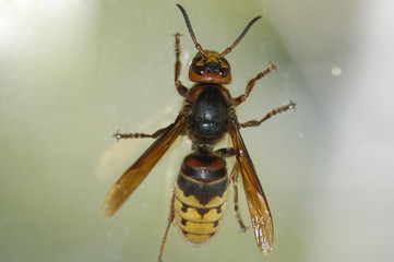 wasp on glass - macro shot 1:1