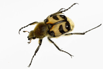 The bug