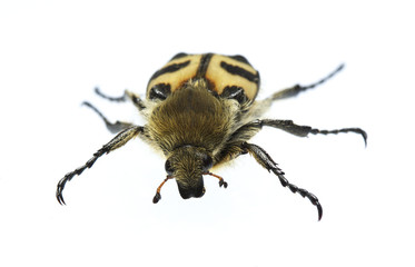 Portreit of the bug