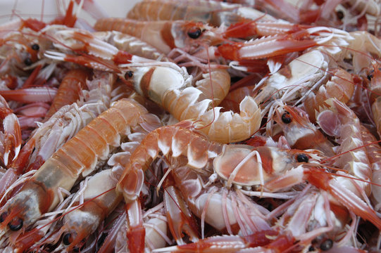 pesca-10