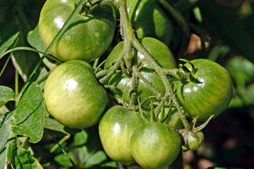 tomates vertes