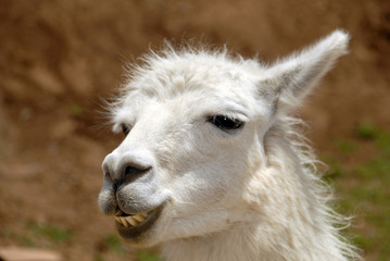 Fototapeta premium Peruvian Llama