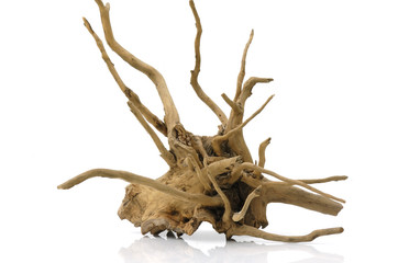 dry old root isolated on white