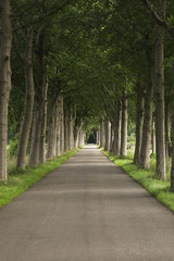 rows of beeches along a road