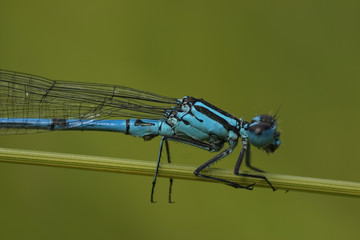 close up of the blue variable damselfly