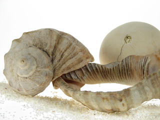 Seashell with sand on a white background